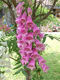 Foxglove 2 